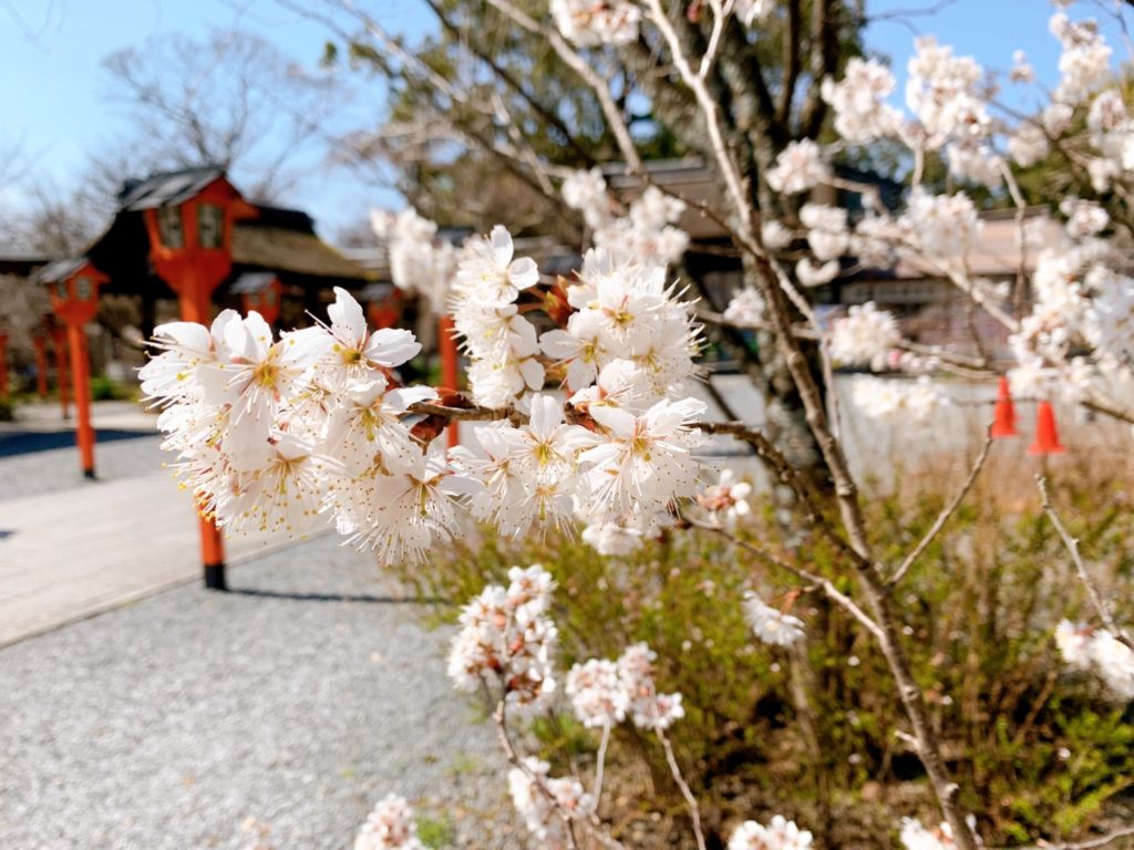 平野神社　桜　桃桜　種類